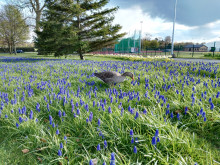 英國約克大學(xué)歷史環(huán)境院系設(shè)置辦學(xué)條件學(xué)院設(shè)置詳解